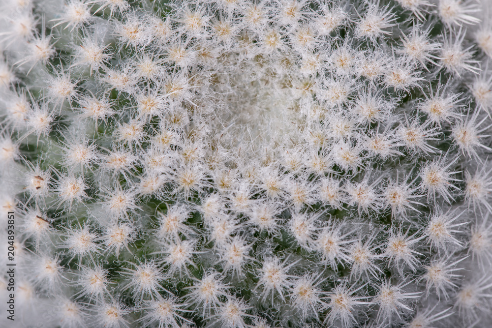 Closeup view of green cactus as a background top view, texture Closeup view of green cactus as a background top view, texture