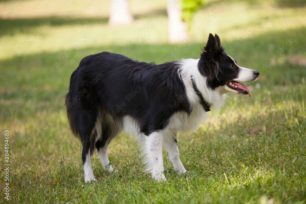 Border Collie outdoors