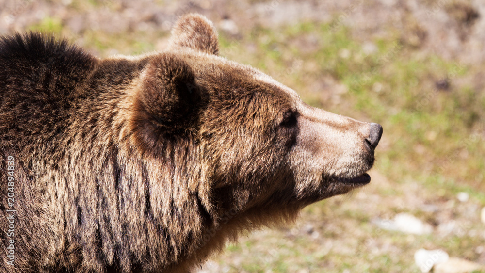 Obraz premium profil de l'ours brun