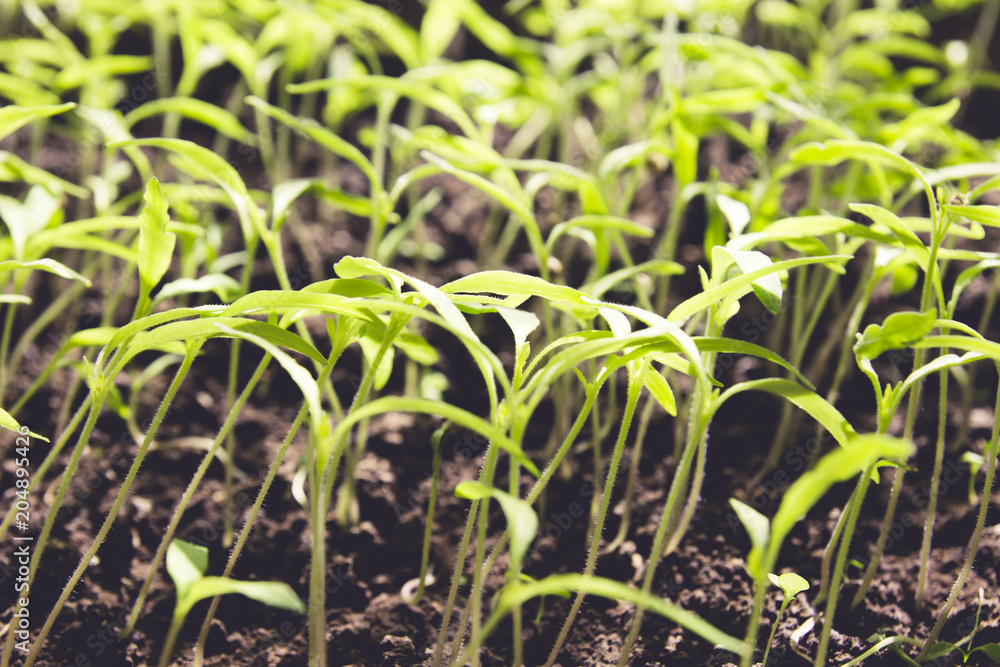 Young small green sprouts grow from the ground, close-up Young small green sprouts grow from the ground, close-up