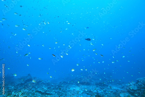 Fish on underwater coral reef © para827