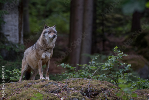 Wolf is standing on the rock