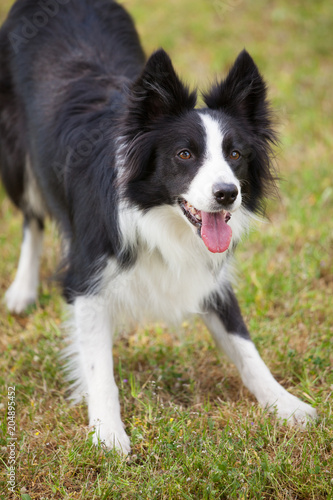 Border Collie dog outdoors paying attention. photo