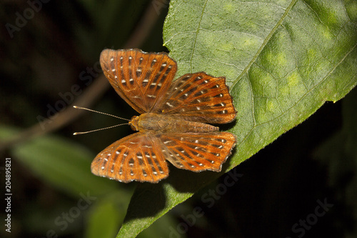 Fototapeta Punchinello, Zemeros sp, Riodinidae, Jampue hills, Tripura