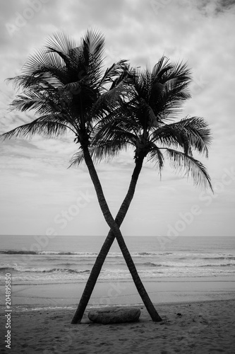 interesting coconut tree crossing on the beach in back and white tone