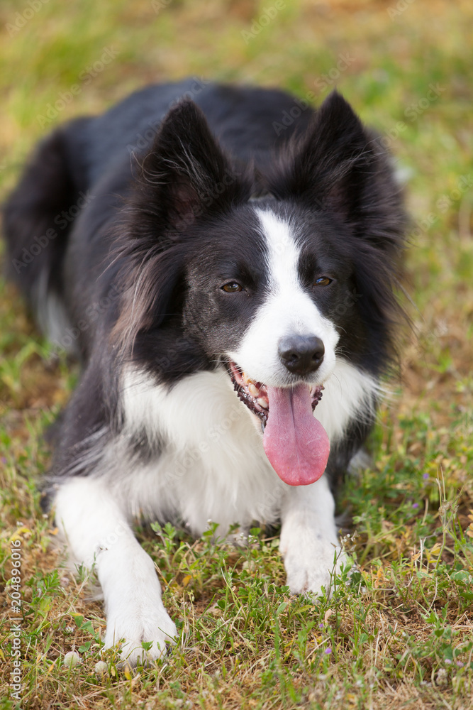 Border Collie dog outdoors with tongue out.