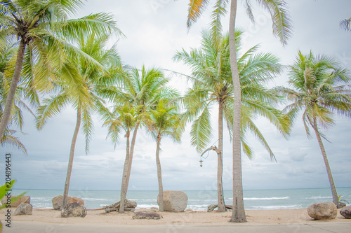 coconut trees on the beach with pastel tone