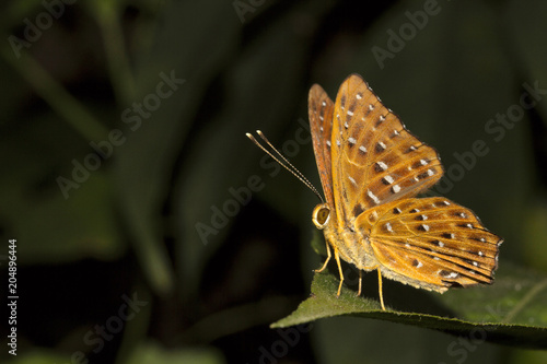 Fotografie Punchinello, Zemeros sp, Riodinidae, Jampue hills, Tripura