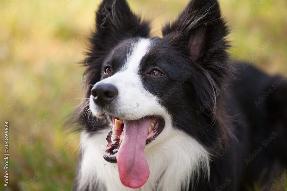 Close-up of a border collie dog