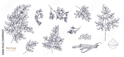 Set of detailed botanical drawings of Moringa oleifera leaves, flowers, seeds, fruits. Bundle of parts of tropical plant hand drawn with black contour lines on white background. Vector illustration. photo