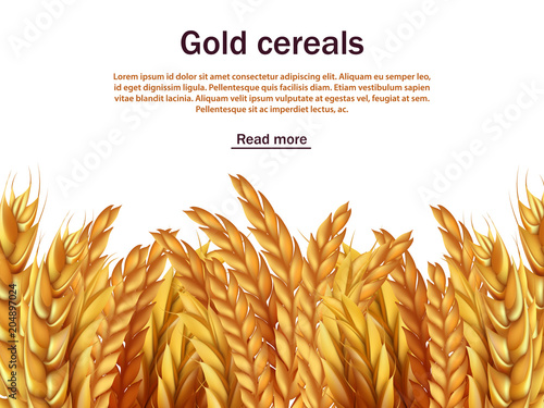 Realistic cereals vector background template. Ears of rye, wheat, barley isolated on white backdrop