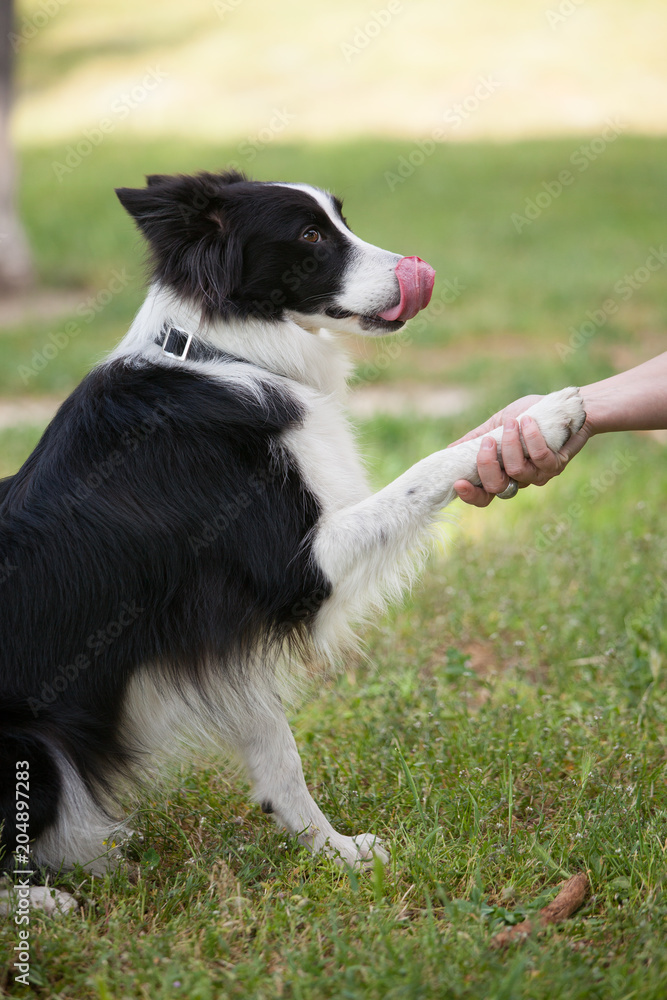 Border Collie dog giving the leg