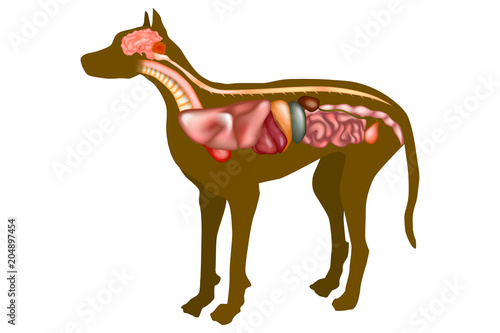 Dog Anatomy  featuring the respiratory, digestive, and urinary systems - Internal Organs. Veterinary Poster photo