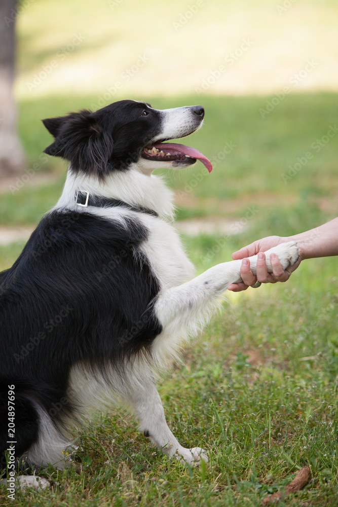 Border Collie giving the leg to someone