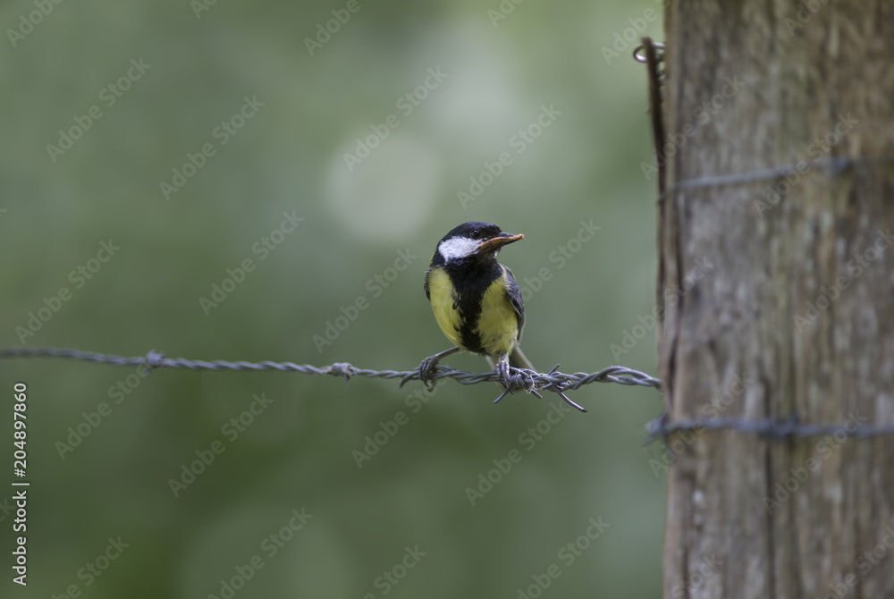 Fototapeta premium Mésange charbonnière
