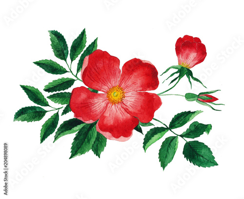 Red rose hip. Watercolor flower with leaves
