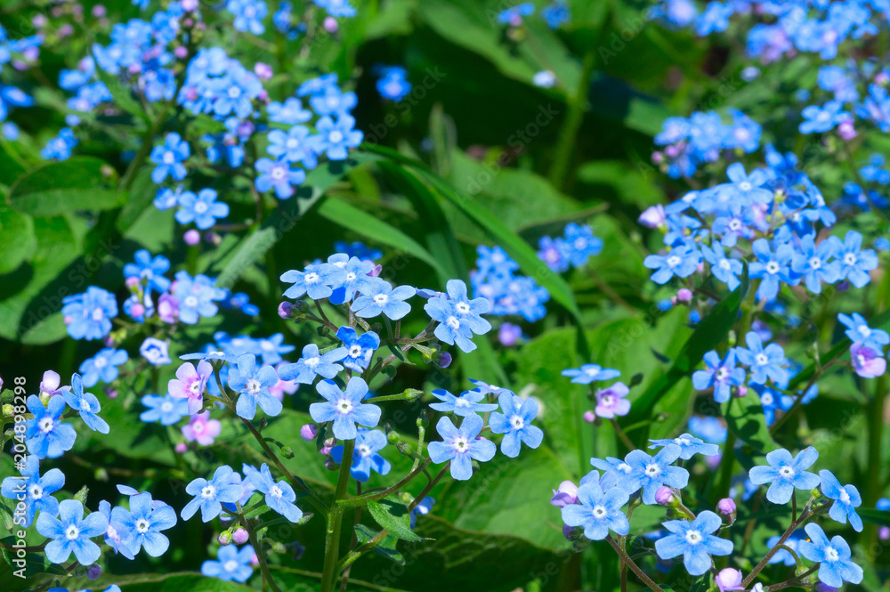 forget-me-nots natural background. Little blue forget-me-not flowers on spring meadow forget-me-nots natural background. Little blue forget-me-not flowers on spring meadow
