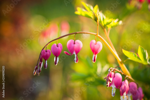 Flowers Dicentra. Beautiful Flowers In Form Of Hearts Of Dicentra  Lamprocapnos Spectabilis  On Branch Green Plants Growing In Garden At Sunset Of Sun In Spring.