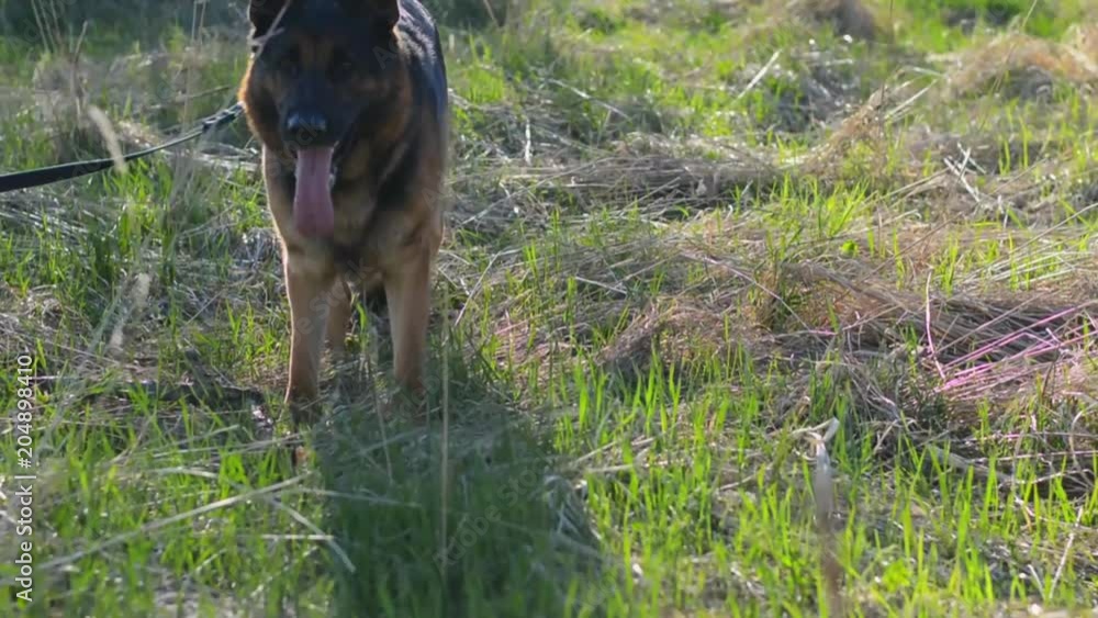 Dog playing with stick in mouth. Close up. Steadicam shot.