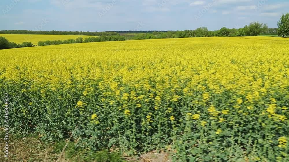 blooming yellow rapeseed blooming yellow rapeseed