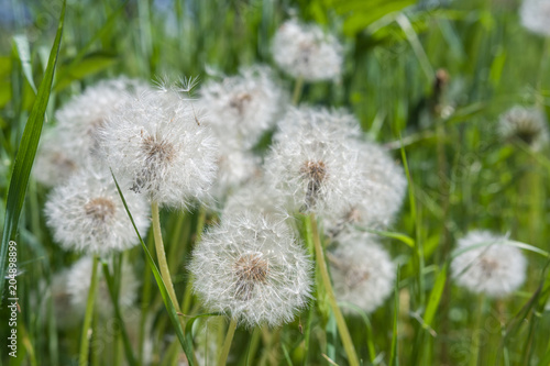 Dandelions snuggled in the grass  Tarataxum officinale . Close up view. Selective focus