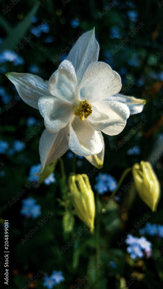 Wite flower with smooth contrast and blur background. Wite flower with smooth contrast and blur background.