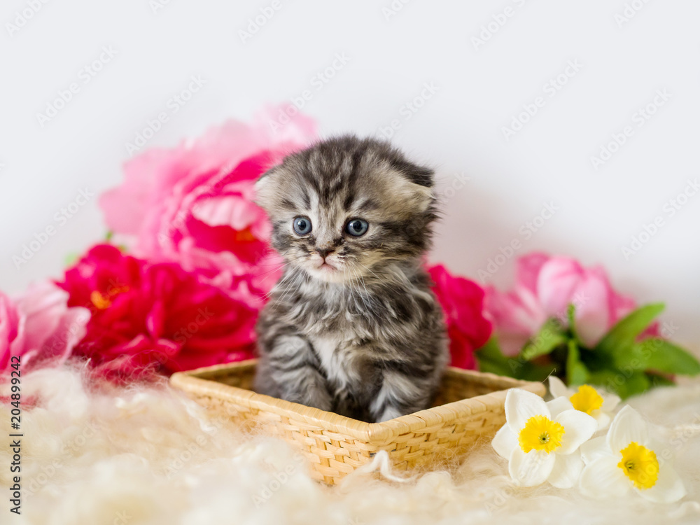 Obraz Mała przystojna puszysta figlarka w koszu wśród kwiatów
