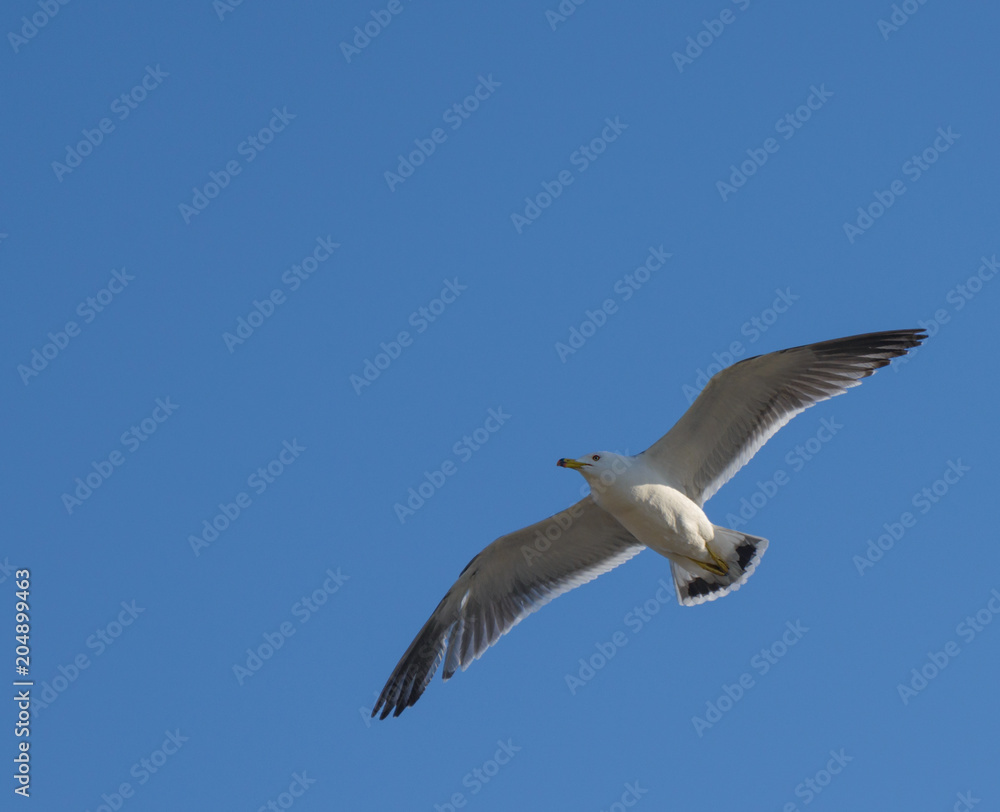 Flying seagull over blue sky. Flying seagull over blue sky.