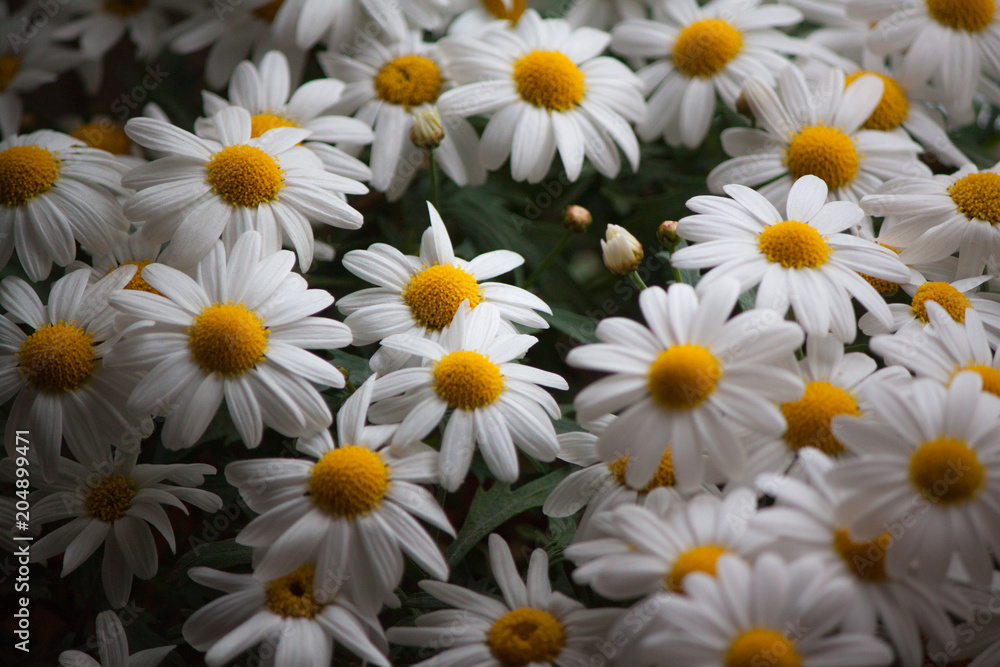 spring flowers close-up spring flowers close-up