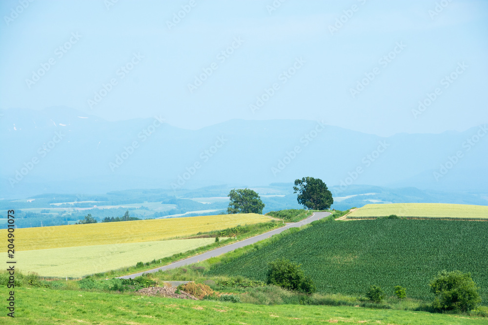 夏の田舎の丘