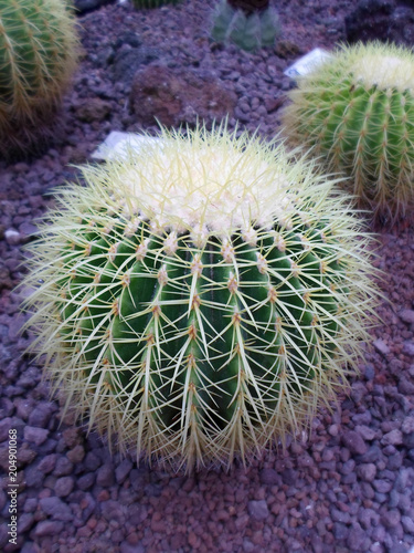 Round cactus on a background of violet pebbles