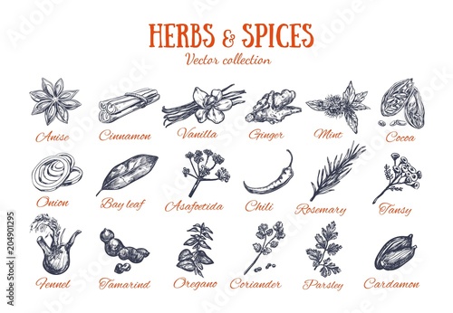 Herbs and Spices condiments 4