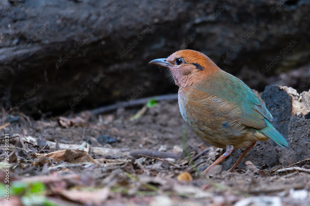 Rare beautyful bird pitta ..Charming bird Rusty naped pitta walking and looking for a living in highland forest northern Thailand. Rare beautyful bird pitta ..Charming bird Rusty naped pitta walking and looking for a living in highland forest northern Thailand.