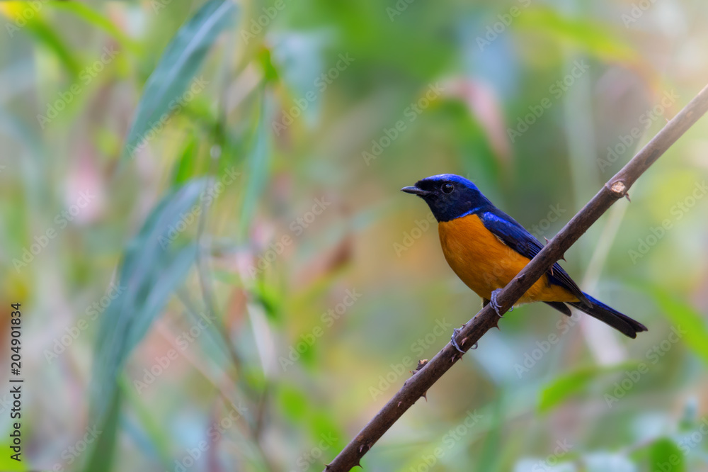 Fototapeta premium Colorful bird. Niltava bird male in dark blue and orange color feathers perching on branch with natural blurred background.