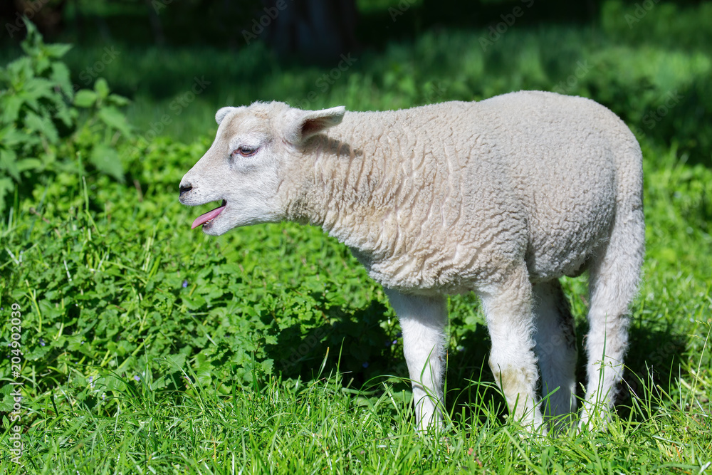 Obraz premium White lamb bleating and calling mother in meadow