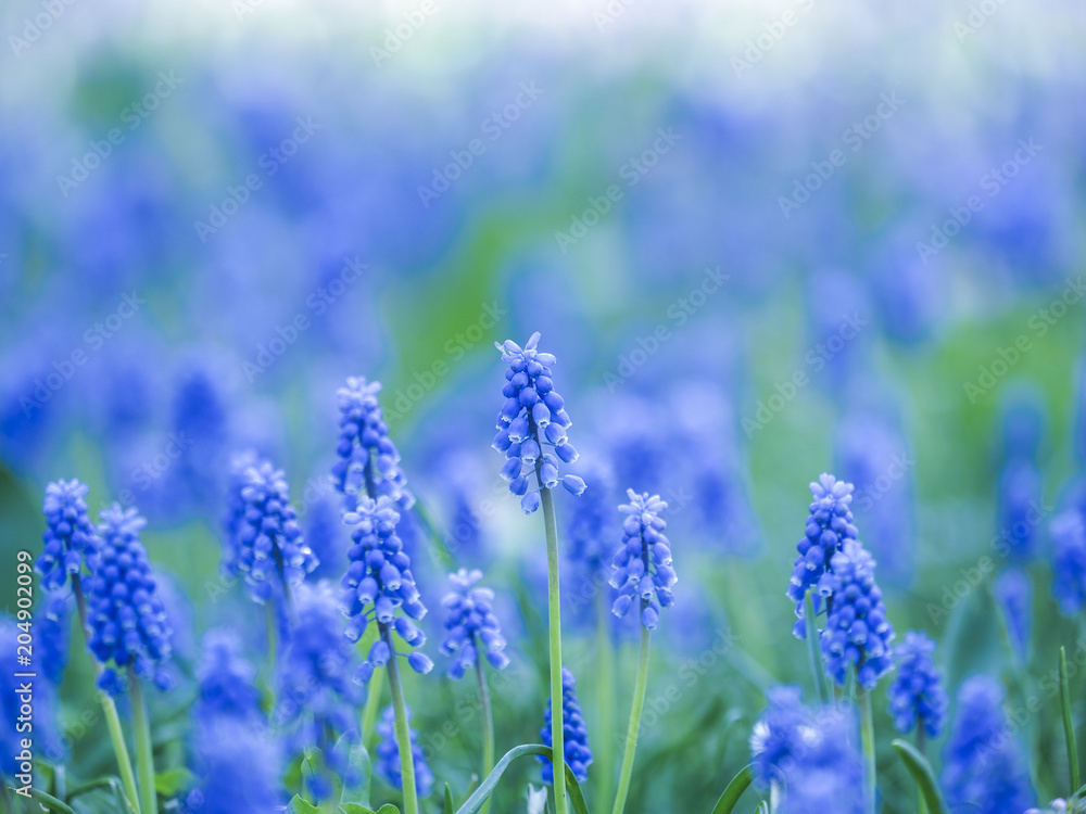 Obraz premium Grape hyacinth