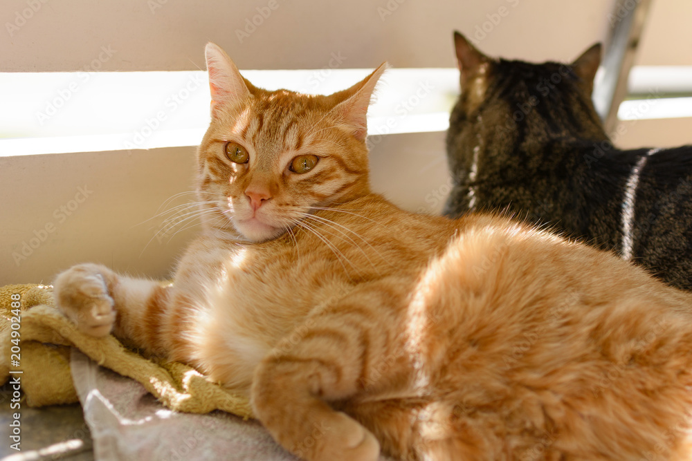 Zwei Katzen auf einem mit Balkon mit Katzennetz