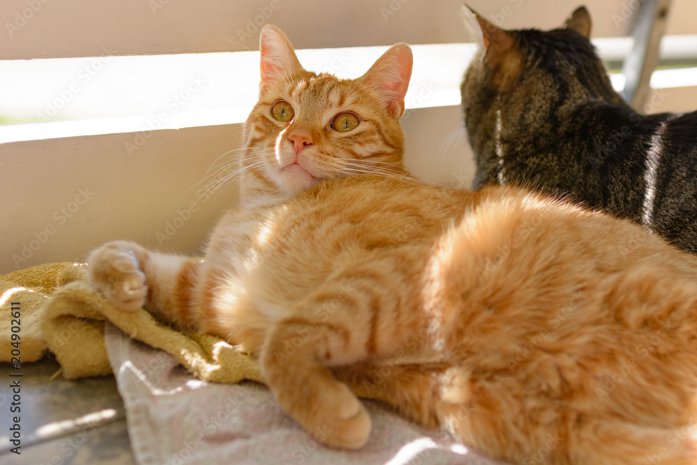 Zwei Katzen auf einem mit Balkon mit Katzennetz