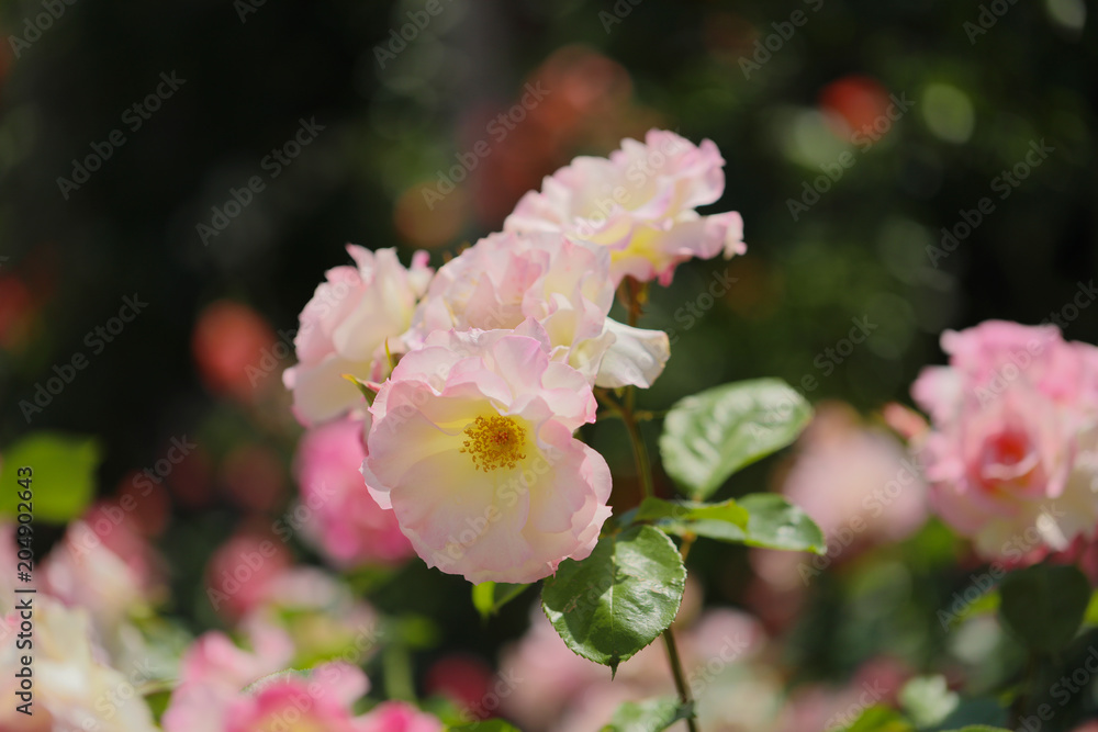 Obraz premium 薔薇 