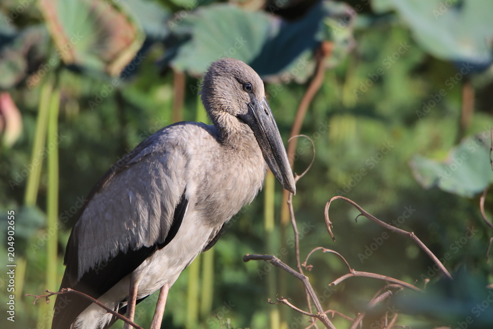 Fototapeta premium Close up the Asian openbill birds standing on the ground