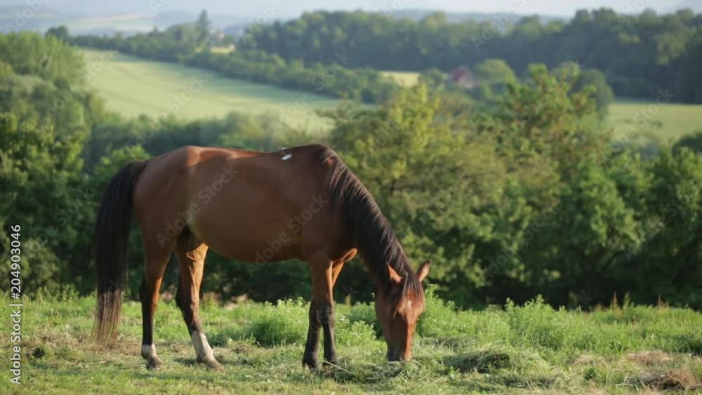 Grazing horse on the picturesque meadow of the Czech Republic. Grazing horse on the picturesque meadow of the Czech Republic.