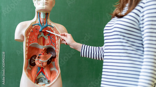 Canvas Print Young female teacher in biology class, teaching human body anatomy, using artificial body model to explain internal organs