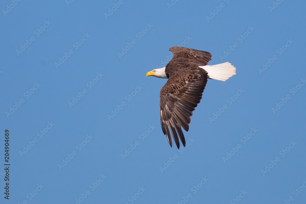 Bald Eagle in Flight with blue background Bald Eagle in Flight with blue background