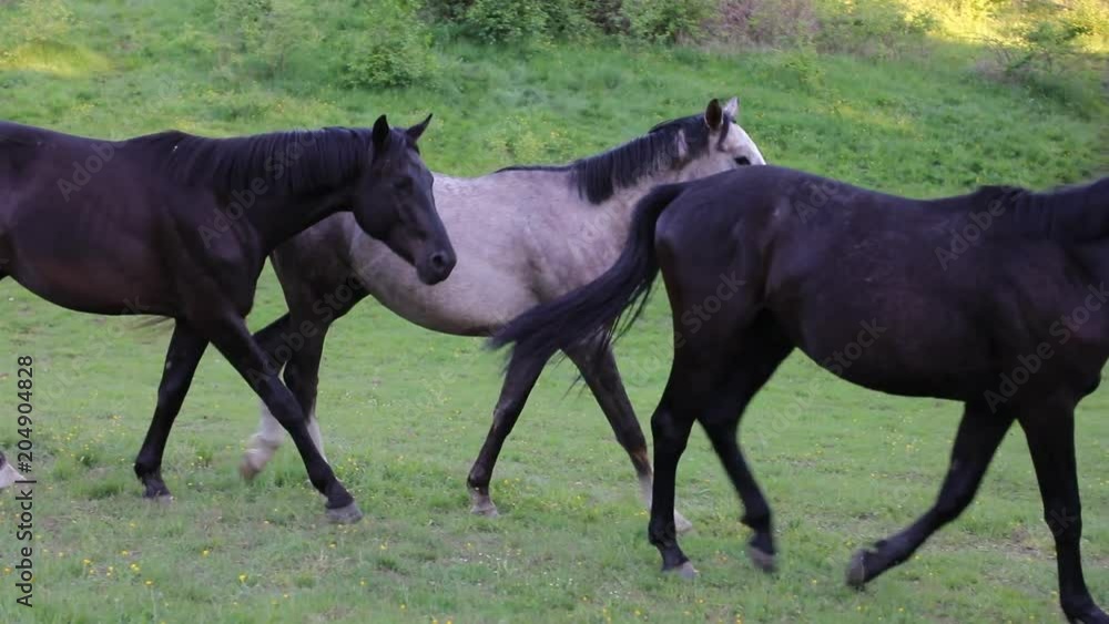 Herd of horses on the green meadow in evening Herd of horses on the green meadow in evening