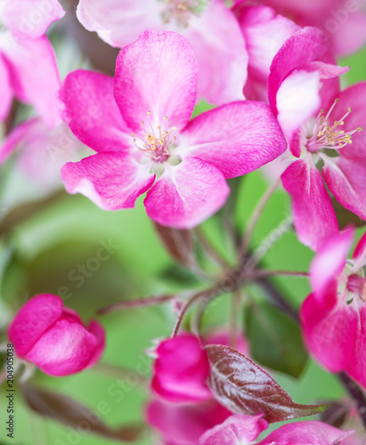 Defocus floral background spring cherry flowers
