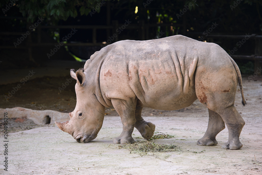 Fototapeta premium African white rhino showing off her beautiful horn