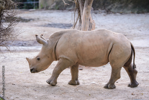 Baby african white rhino