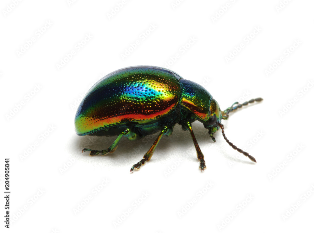 Naklejka premium Green beetle on white