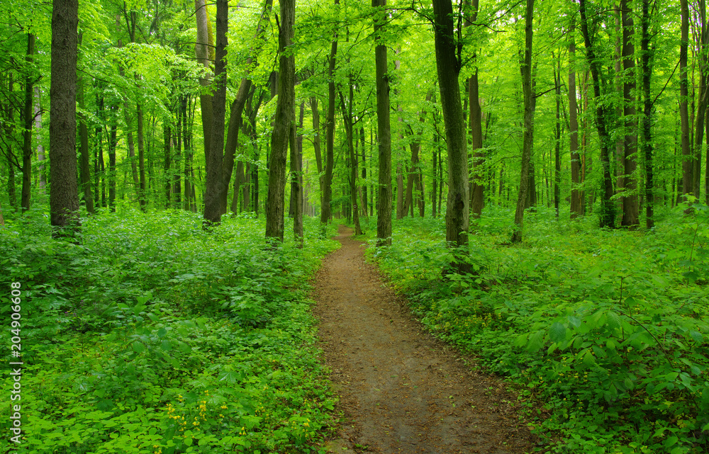 Obraz premium green forest in spring