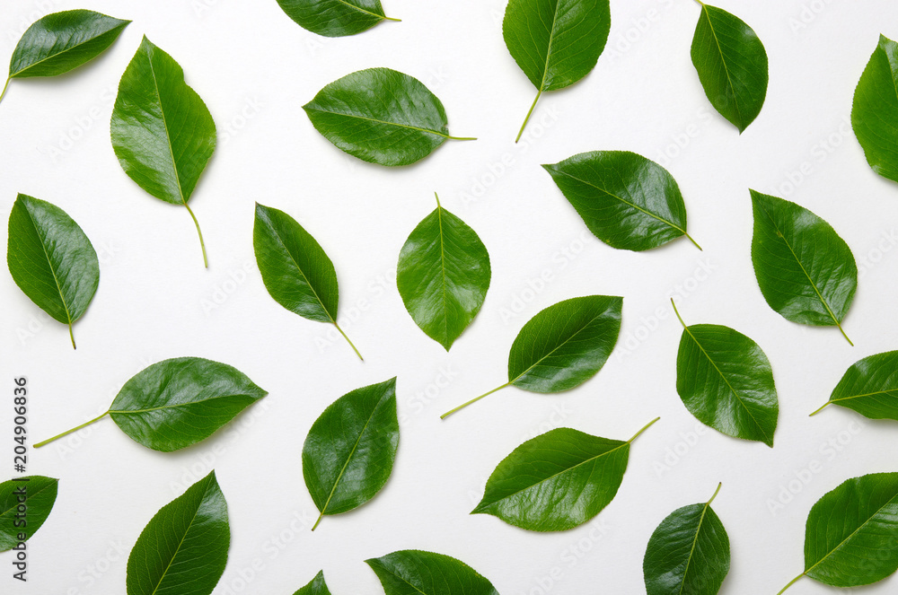 Green leaves isolated on white Green leaves isolated on white